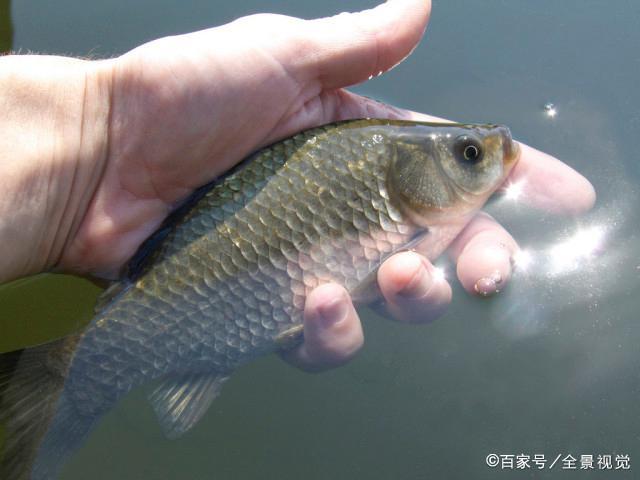 野钓鲫鱼调漂：铅皮到底和不到底的区别，从以下几点就能看出
