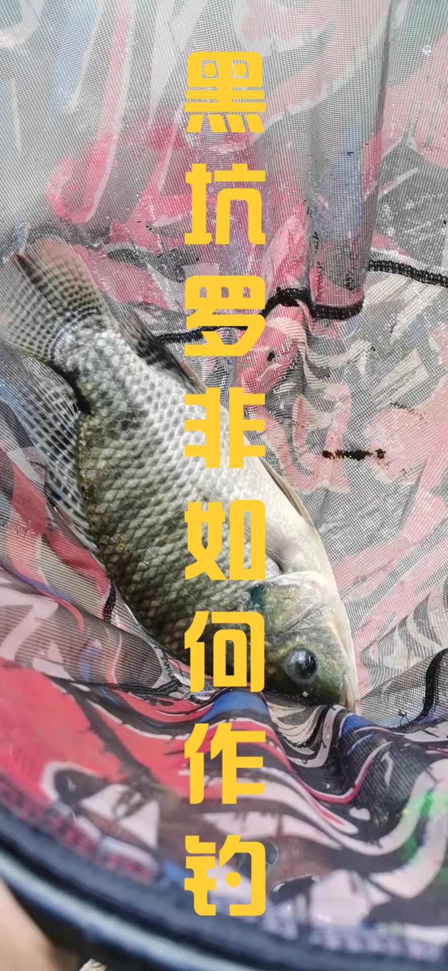 黑坑罗非鱼怎么钓才容易上岸？