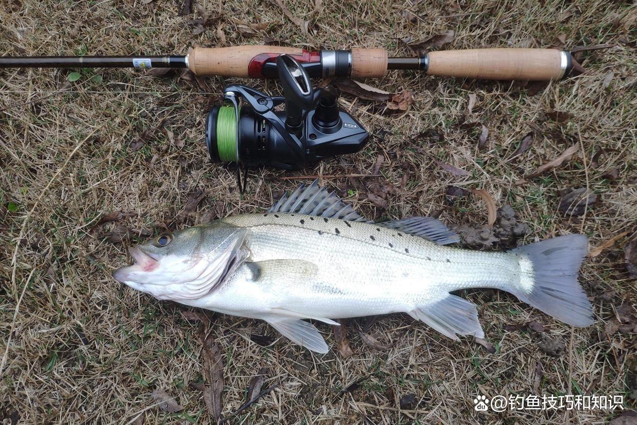 春季如何钓海鲈鱼？哪种鱼饵效果好？春季钓海鲈鱼的4个要点